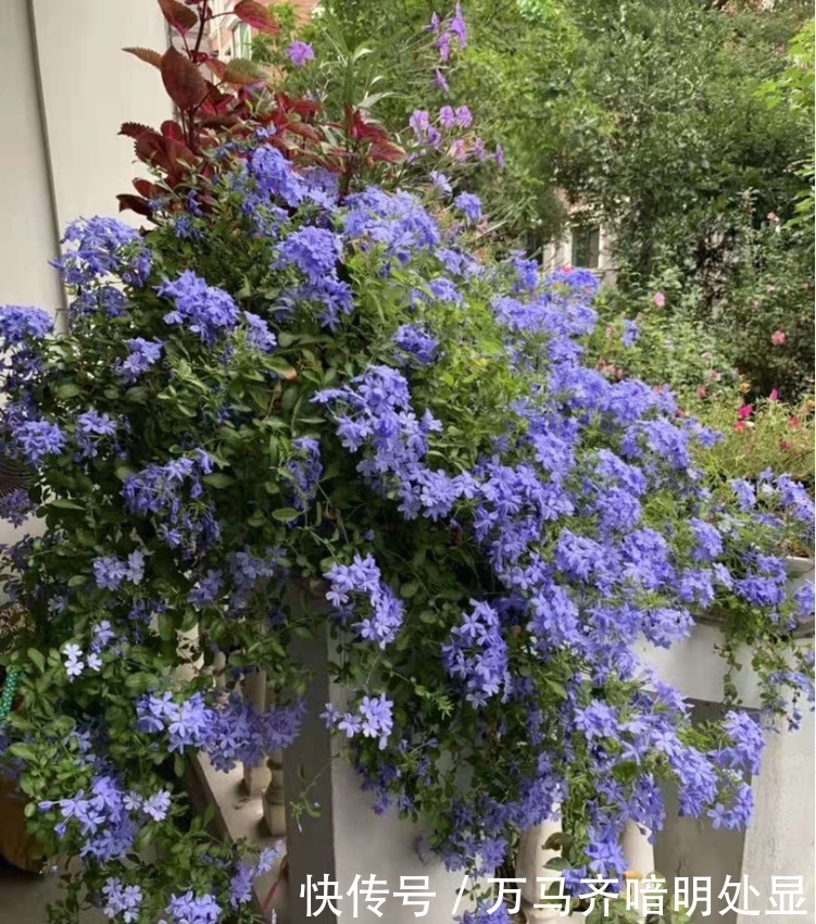 【茉莉花】8种“喜阳”花,夏天晒不死,一口气开大半年!
