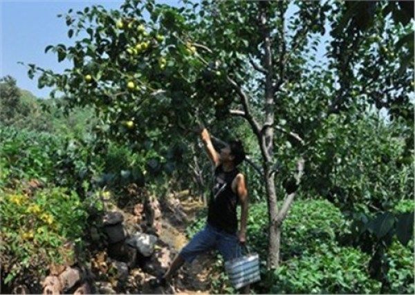 这种农村烂在地里没人要的果子，在城里供不应求，还被称为美颜圣