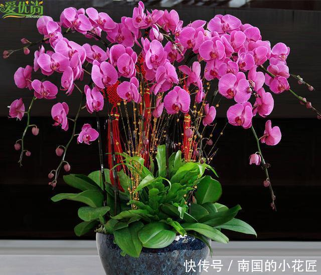  蝴蝶兰|一根枝上花朵“挂满枝”，蝴蝶兰也能养成“瀑布”，怎么才能做到