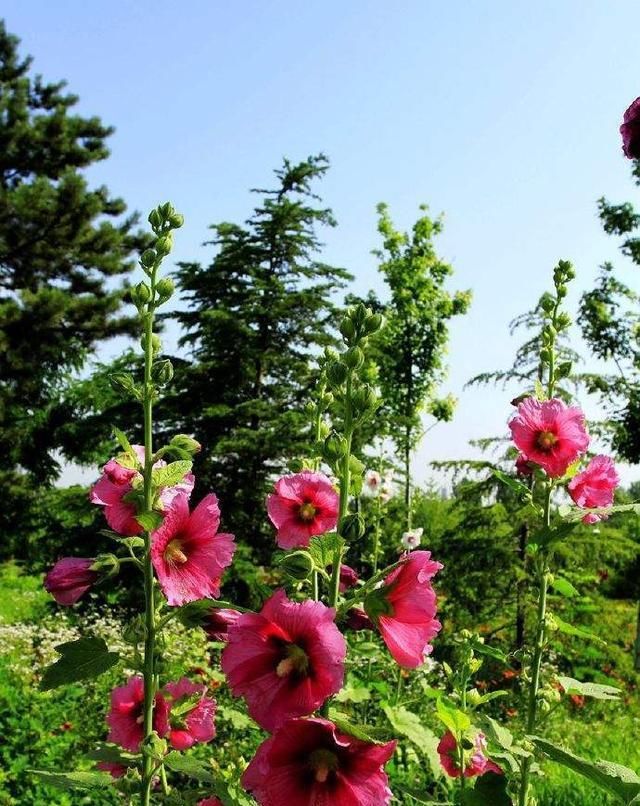  『蜀葵』蜀葵长得好不是没原因的，赶紧学起来吧，一个也不放过