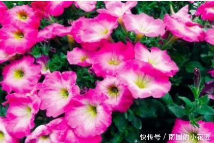  [养花]新手养花，不如养盆花中精品“彩虹玫瑰”，娇艳如彩虹，难得一见