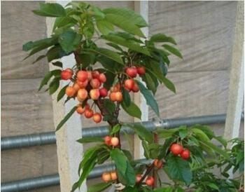  『吃不完』这3种水果，吃完“核”别扔，养成盆栽，来年果子吃不完！