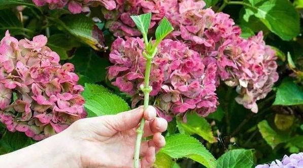  得养：在5月份,得养“生根快”的花卉,2个月繁殖“20盆”,好看!