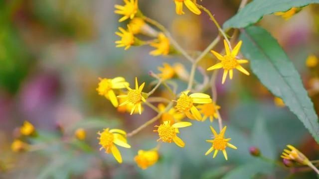  樱花@美惨了！这是洪雅的春天