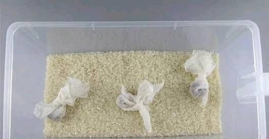#米饭#你的米饭里有虫子吗?让我来告诉你怎样预防米虫