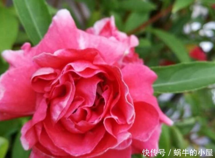  『爆长』5种花给点阳光就灿烂，浇点水就爆长，阳台变成“小花园”！