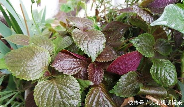  [竟然]这两种野草和配菜，在花盆都能长得很茂盛，竟然浑身是宝