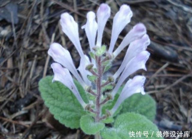 药材@1种“韩信草”,生长在石缝里,是一种珍贵的“药材”,别铲除