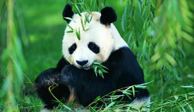 为什么人们总是喜欢去成都旅游,而不是去重庆