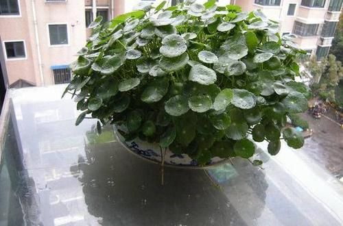  [长爆]河里扯的“野草”，养在鱼缸里，呼呼长爆盆，铜钱草真好养