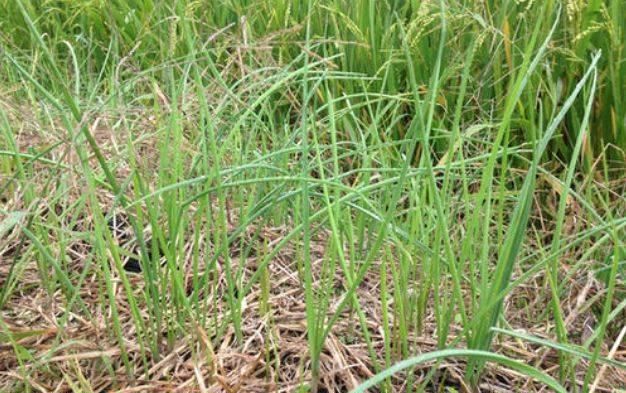  『野草』一种生长在地中央的“野草”，摘叶可以别挖根，现在越来越珍贵了