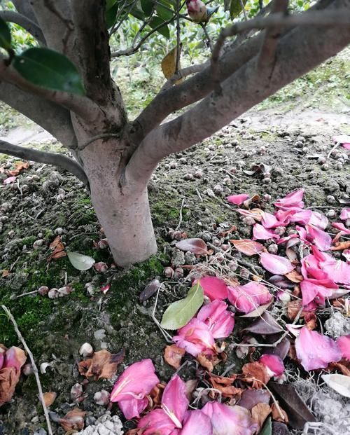 『找到』茶花和茶梅傻傻分不清?7个方法,分分钟找到不同点