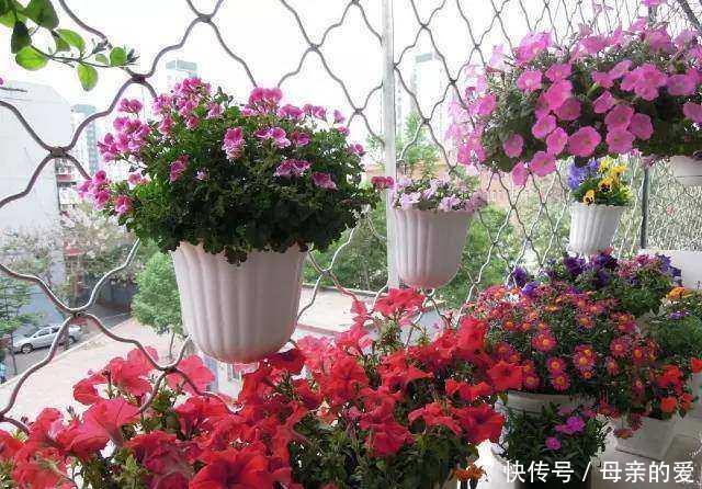  『大爷』他用“西瓜皮”把阳台养成花海，没花一分肥料钱，花疯长还不臭！