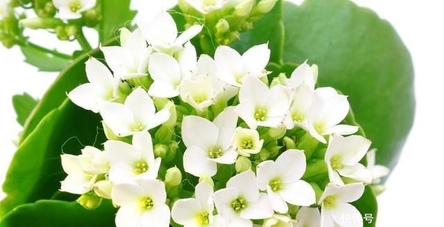 礼品■花语吉祥,常作为礼品馈赠亲朋好友,长寿花详情介绍