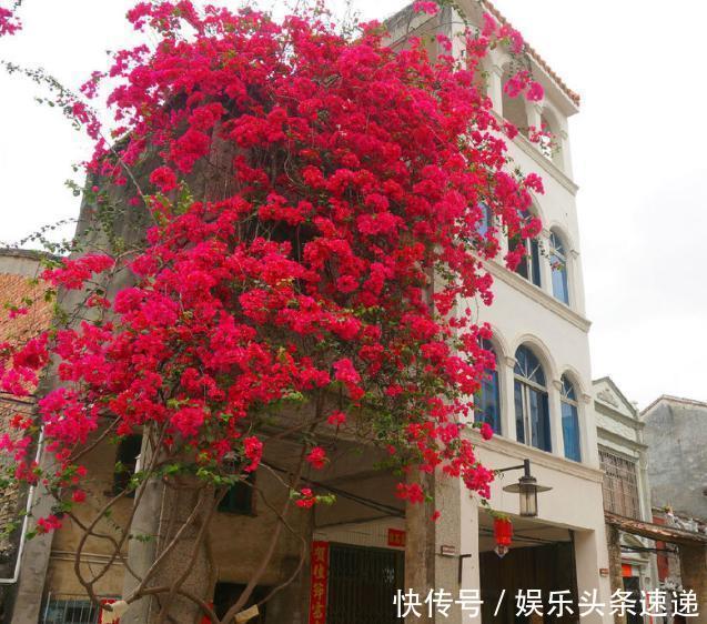  『新品种三角梅』院子不要乱养花，这种“最美”爬藤花种2棵，花开之际，美如诗画