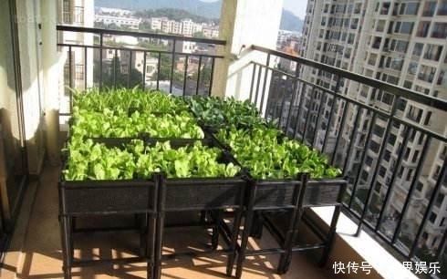  【幼苗】阳台也能种秋葵，别人一年四季吃秋葵，你还去超市买？