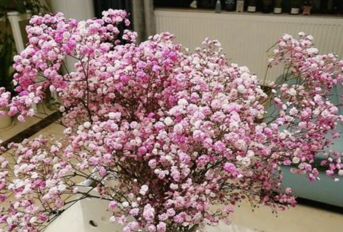 『心间』此花一次爆开1000朵,剪几枝送给恋人特浪漫,送给爱人暖心间!