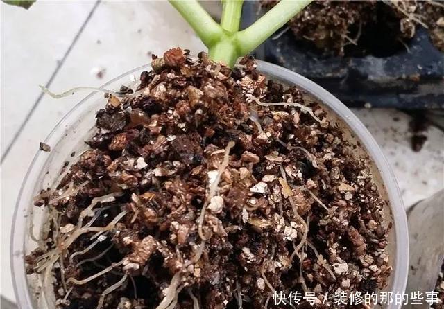 『执着的花盲』养花技巧:这5种花现在扦插,下个月就开花,千万别错过时机!