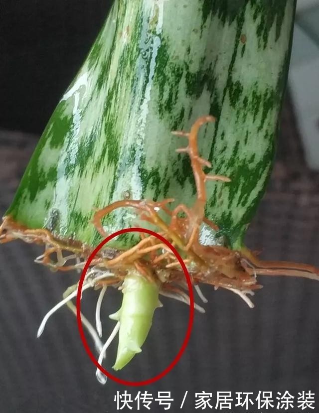  #长寿花#养花技巧：这5种花不用买了，蹭掉的叶子塞盆里，立马又冒一大盆