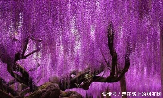 世界最梦幻的5棵树，其中一棵在中国，是唐太宗亲手栽种下来的