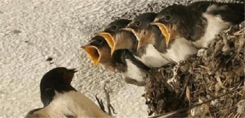  【减少】中国人几乎不吃燕子，为何燕子的数量反而减少？专家是