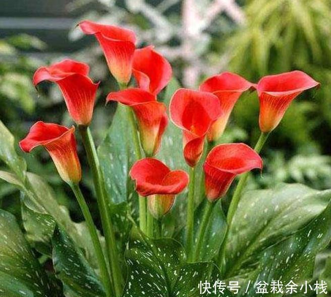 【种类】家里养这几款植物,旺财又养人,日子越过越好,值得拥有!