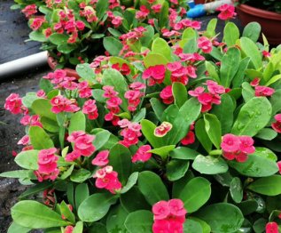  #虎刺梅#这5种花，不要钱也不能养，皆有毒性，不看后悔哦