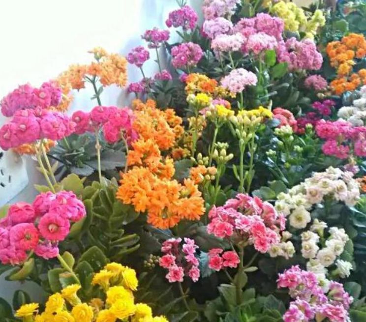  开花@喜欢养花，不如养盆玛格丽特枝叶繁茂，花色淡雅。