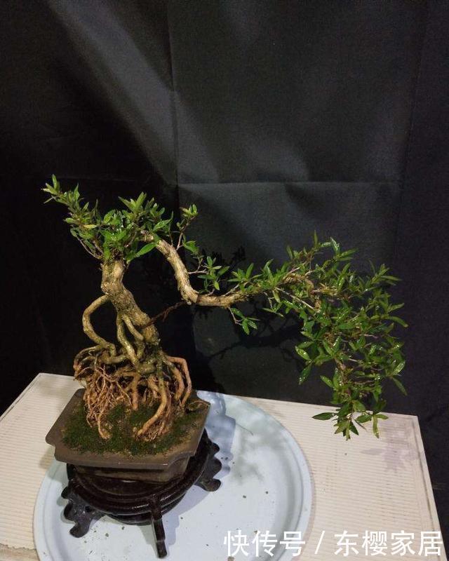 寓意|几种寓意好又大气的盆景,喜欢别错过,养在家里很气派
