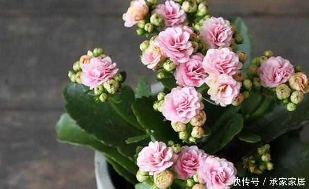 当心|6月开始,这“3种花”浇水要当心,尤其最后一种要管住手