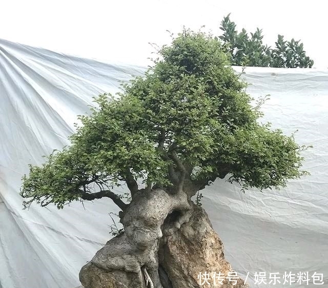 『朱立明』欣赏朱立明的盆景,学会体贴!