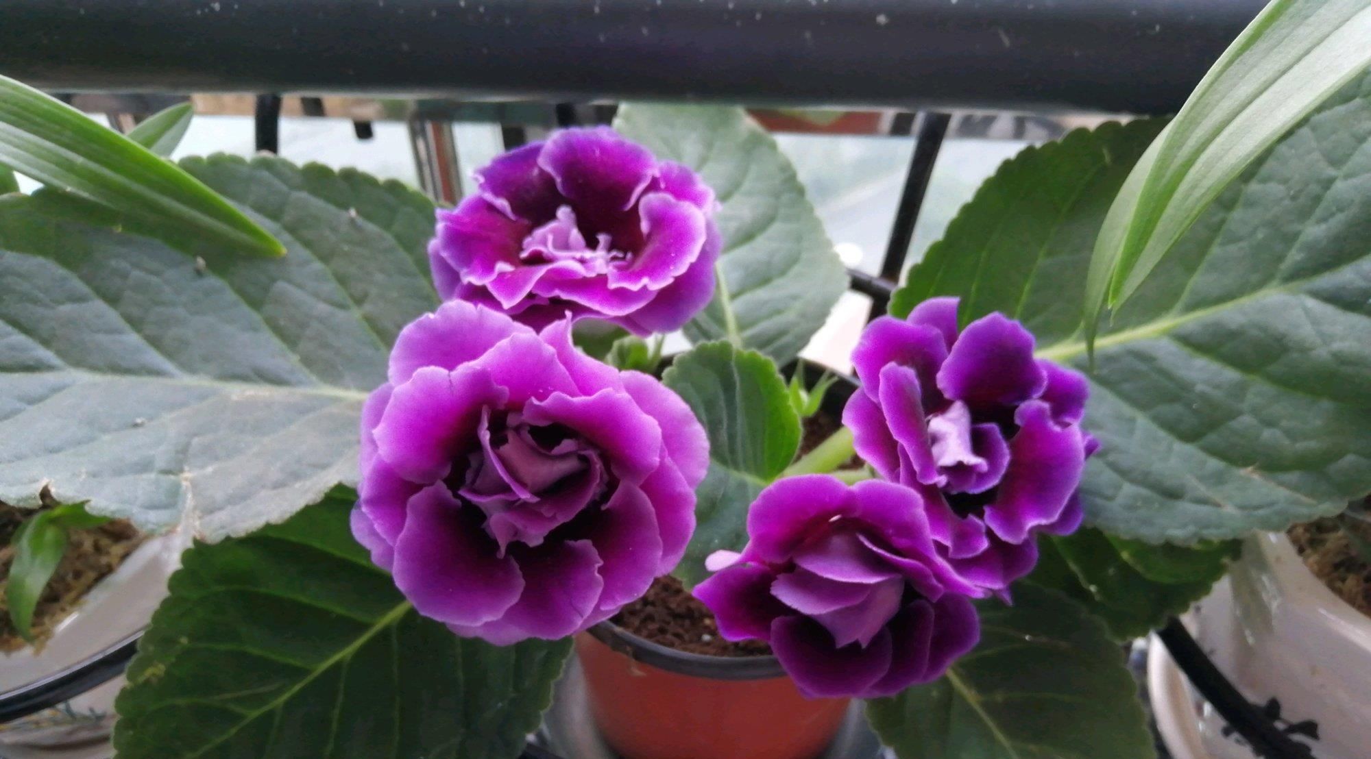  【叶子】一款超好养的绿植盆栽，插叶子就能活，周年开花，适合养花新手