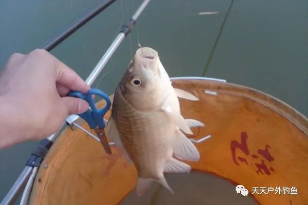  『子线』鱼不咬钩，可以做这些调整，效果立竿见影！