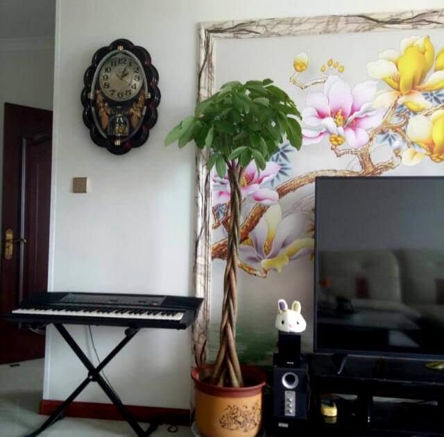  [植物]养花不如种树，大型植物摆客厅，气派又有面子！
