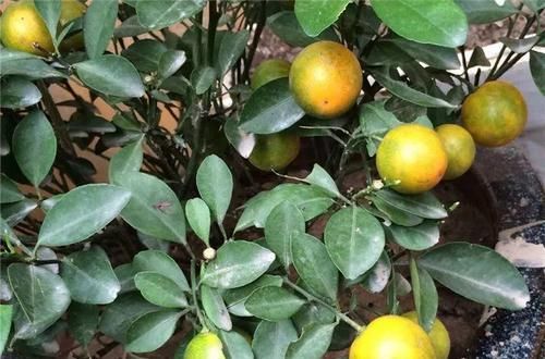  「增加光照」这水果太贵了，吃完留下核，还能种盆栽！