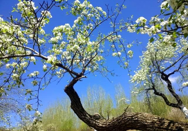  『梨花』劳动节：百年梨园梨花正为您盛开