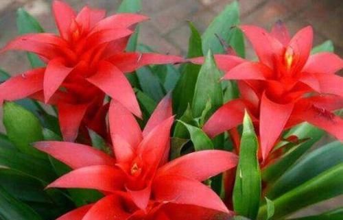  [漂亮]家中必养5种花，好养漂亮花期长，1个月不浇水,长得枝繁叶茂