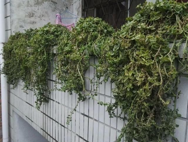  慎养■这花要慎养，每年砍掉3麻袋，照样蹭蹭长
