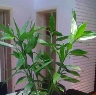  [能净化空气]3种花，镇宅又招财，关键能“保护”家人健康，养10盆也不多