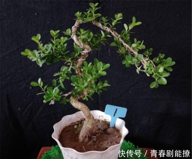 『黄杨』雀舌黄杨古朴典雅沧桑,雀舌黄杨盆景在北方如何养护
