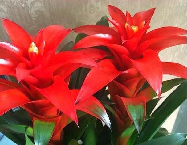  『鸿运当头』5种花是花中劳模，开花爆盆花期长，花大色艳真漂亮，谁养谁上瘾