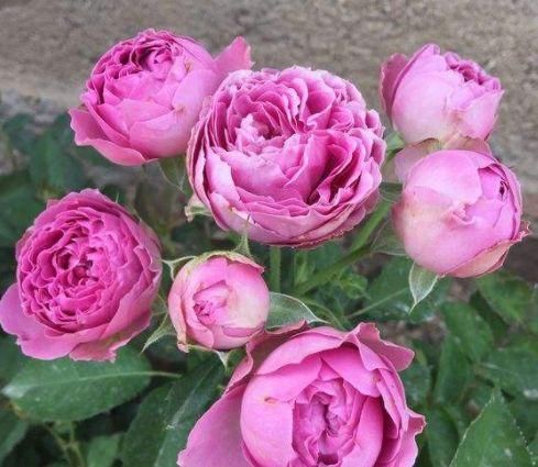  「值得」推荐这几款花卉，开花超级香，花朵开出仙气满满，值得拥有