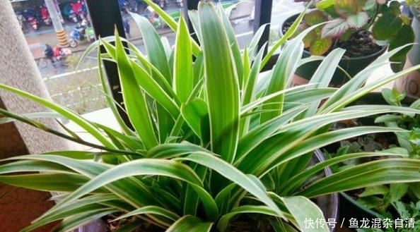 『开花』养金边吊兰，2种“肥料”换着用，该长叶长叶，还不耽误抽藤开花