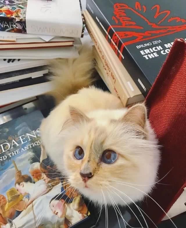  『Choupette』时尚教父“老佛爷”生前养的这只猫，有多幸运就有多难过