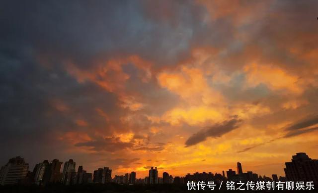 平均气温大于22℃:昨天,上海因为它登上热搜!美到窒息……