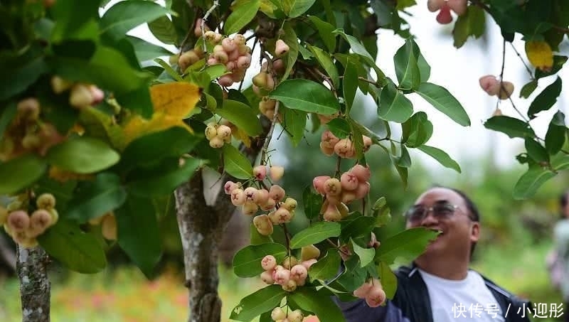  [内陆地区]这水果在内地卖10元3个，海南街头掉的满地都是，却一