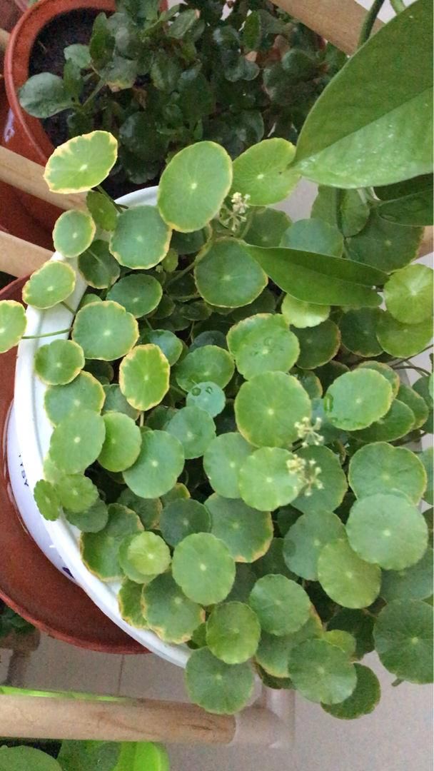  铜钱草■2种花，一旦开花就得剪，不然整棵植物死翘翘