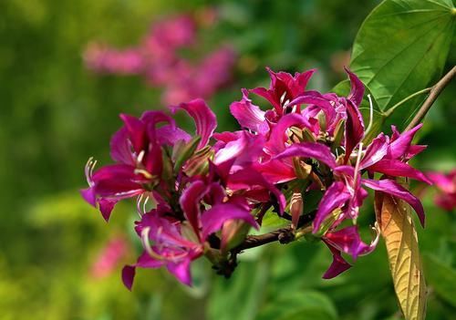  『紫荆花』此花颜色鲜艳，开花硕大，很适合观赏