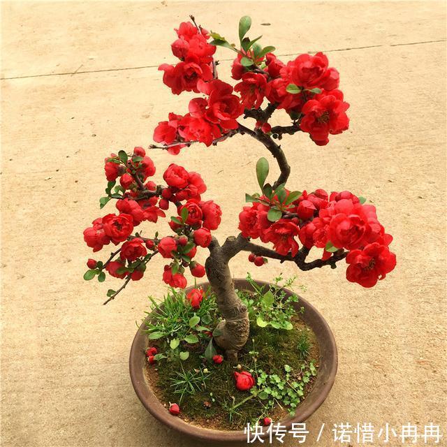 我国最美盆栽花，比蟹爪兰好养，一年花开一百天，花开艳丽赛牡丹