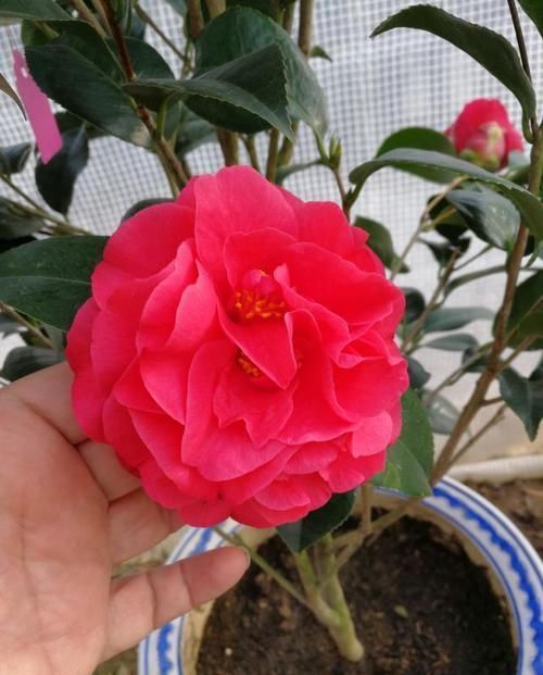  『源于』此花，源于美国，花型九心十八瓣，花大色红，香气袭人，值得拥有